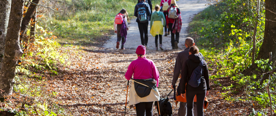 Group of people walking in a forest